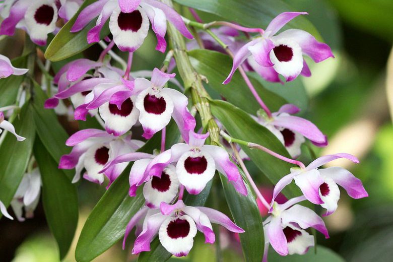 Dendrobium 1 Dendrobium nobile