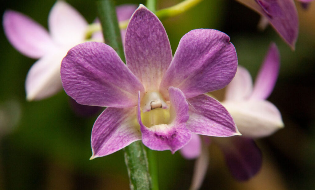 Dendrobium 3 Dendrobium phalaenopsis