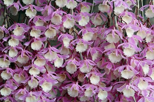 Dendrobium 2 Dendrobium pierardii