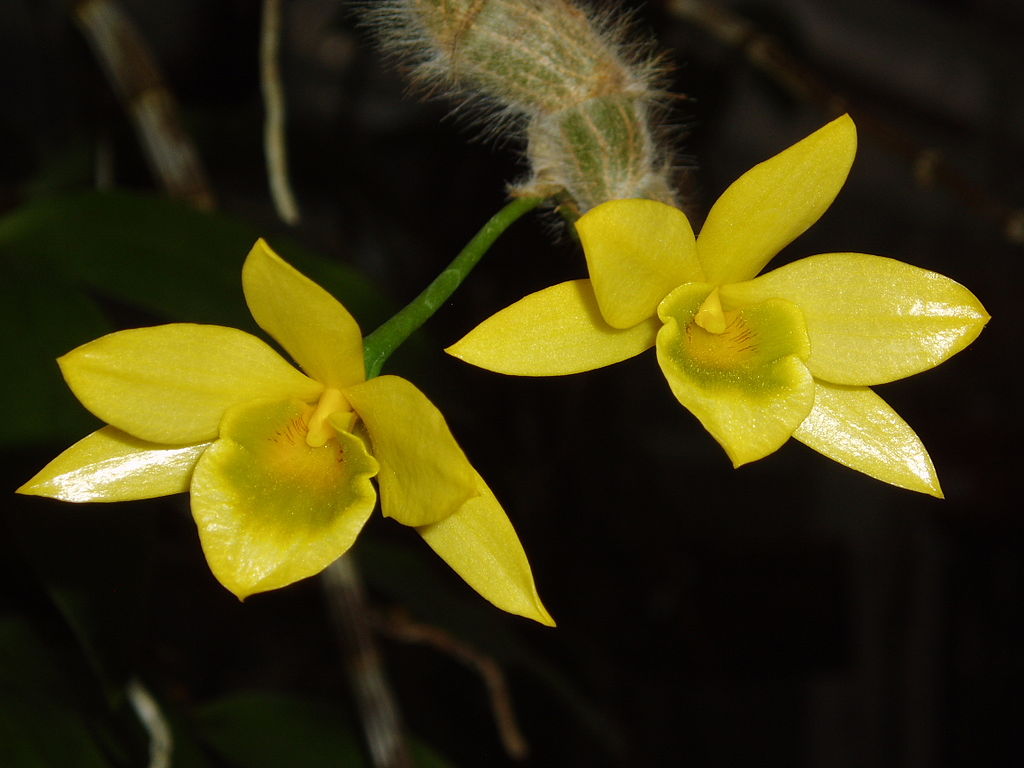 Dendrobium 4 Dendrobium senile