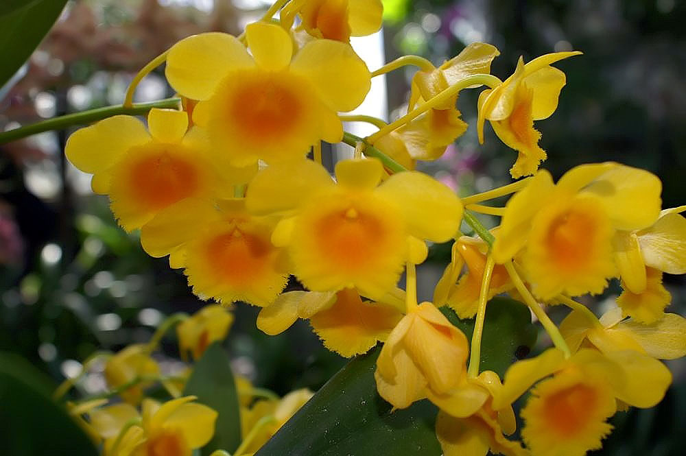 Dendrobium 5 Dendrobium chrysotoxum