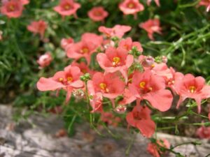 Diascie (Diascia cordata)