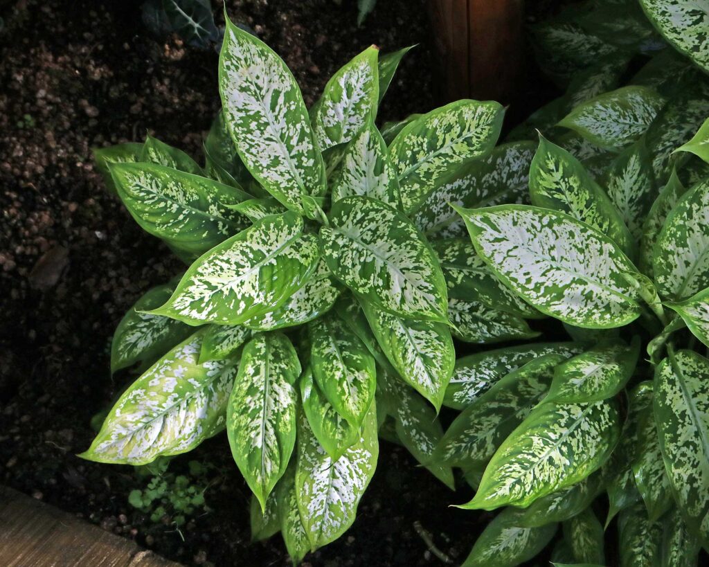 Difenbachie 2 Dieffenbachia 'Exotica'
