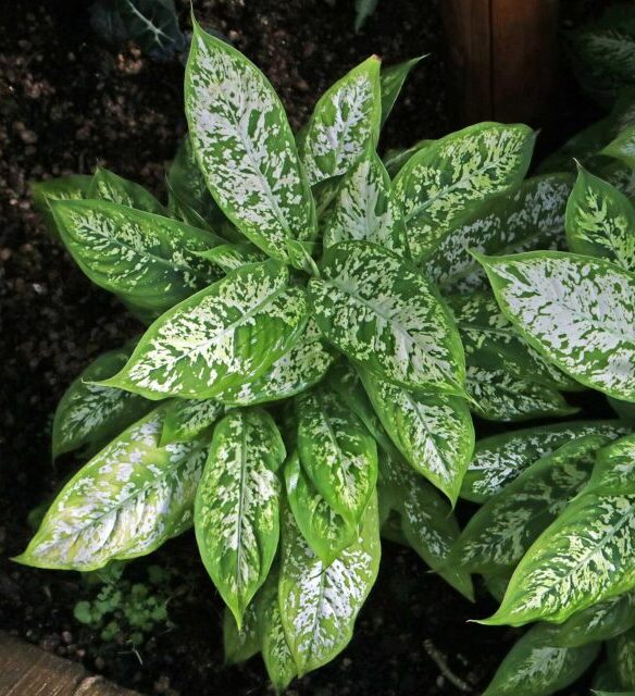Dieffenbachia bowmannii ‘Exotica’ s krémovo mramorovanými listami