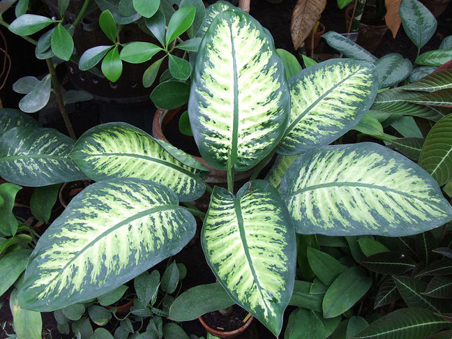 Difenbachie 1 Difenbachie (Dieffenbachia)