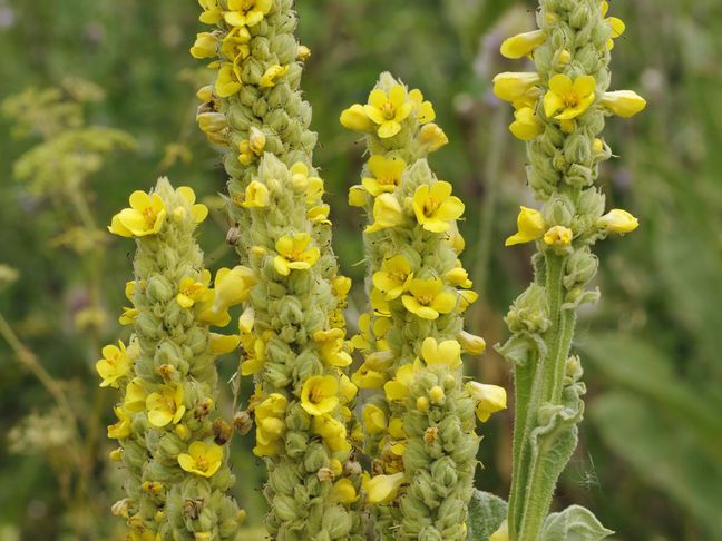 Divizna velkokvětá 1 Divizna velkokvětá (Verbascum densiflorum)