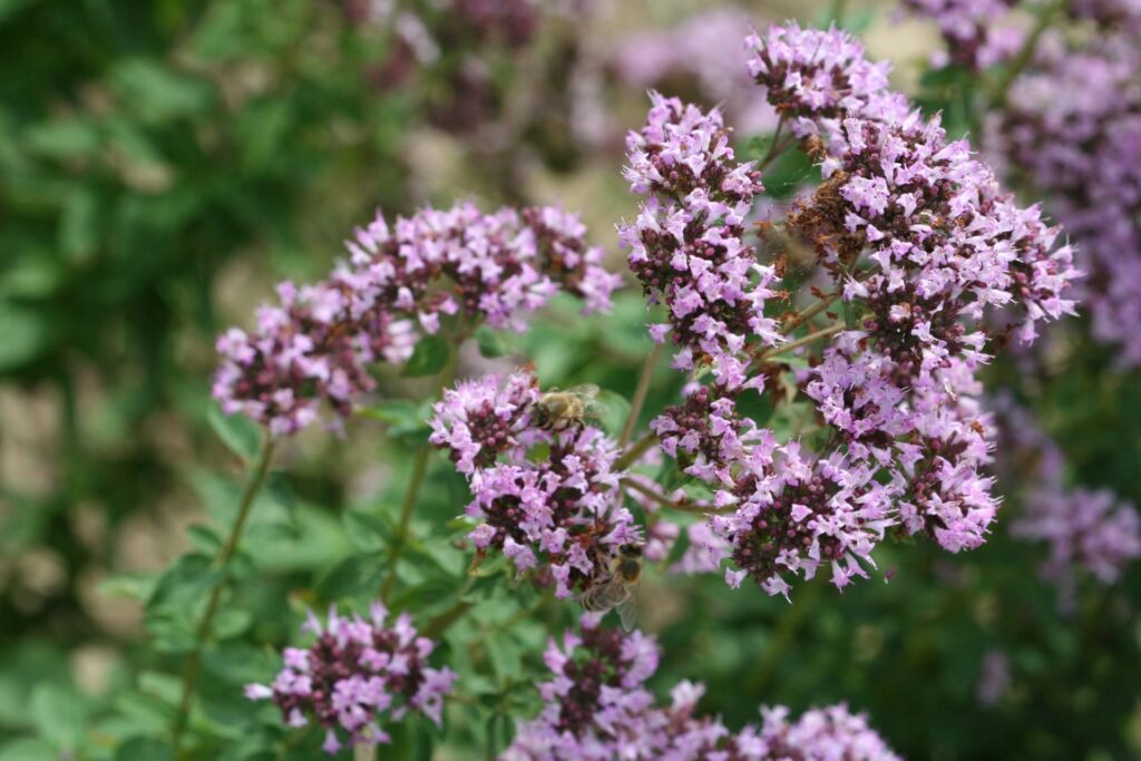 Dobromysl 1 Dobromysl obecná (Origanum vulgare)