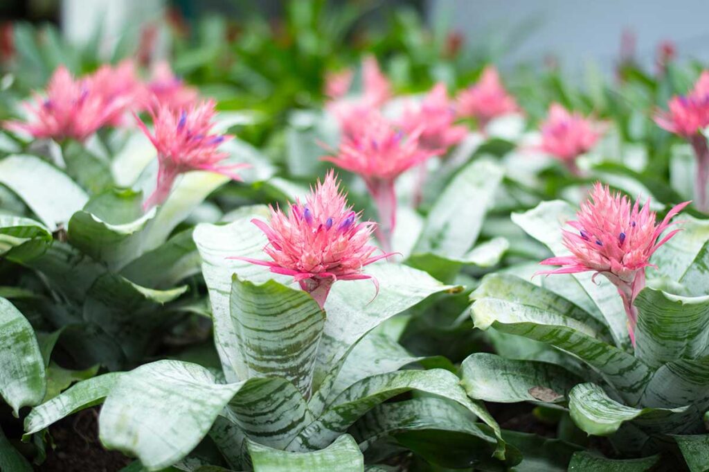 Echmea 1 Echmea (Aechmea)