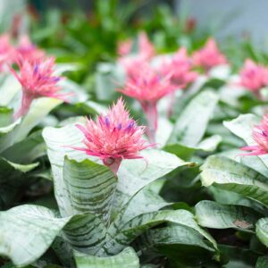 Echmea (Aechmea)