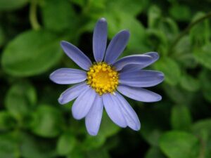 Felicia amelloides