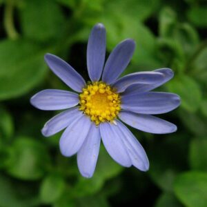 Felicia amelloides