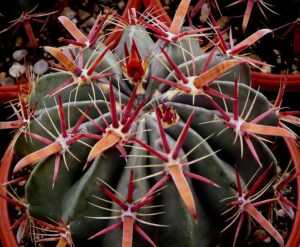 Ferocactus latispinus