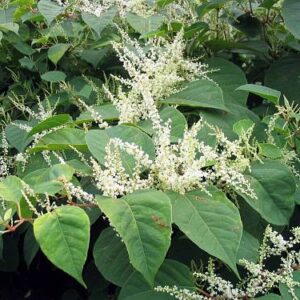 Křídlatka (Fallopia spp.)
