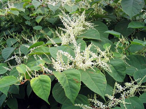 Křídlatka 1 Křídlatka (Fallopia spp.)