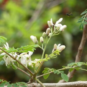 Moringa olejodárná (Moringa oleifera)