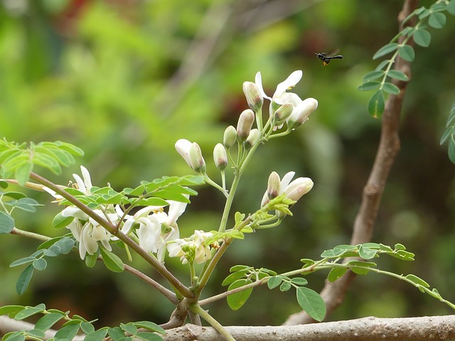 Moringa 6 Moringa olejodárná (Moringa oleifera)
