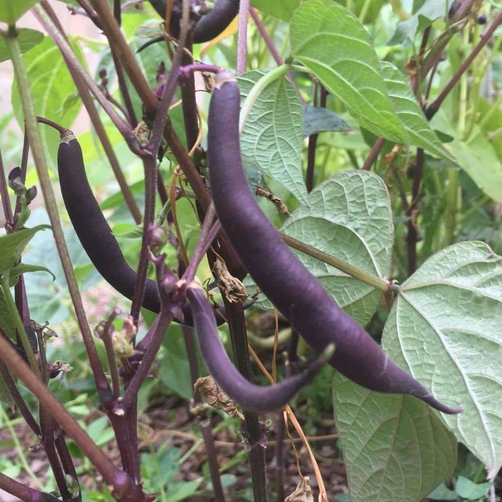Fazol šarlatový 4 Phaseolus coccineus ‘Royal Burgundy’