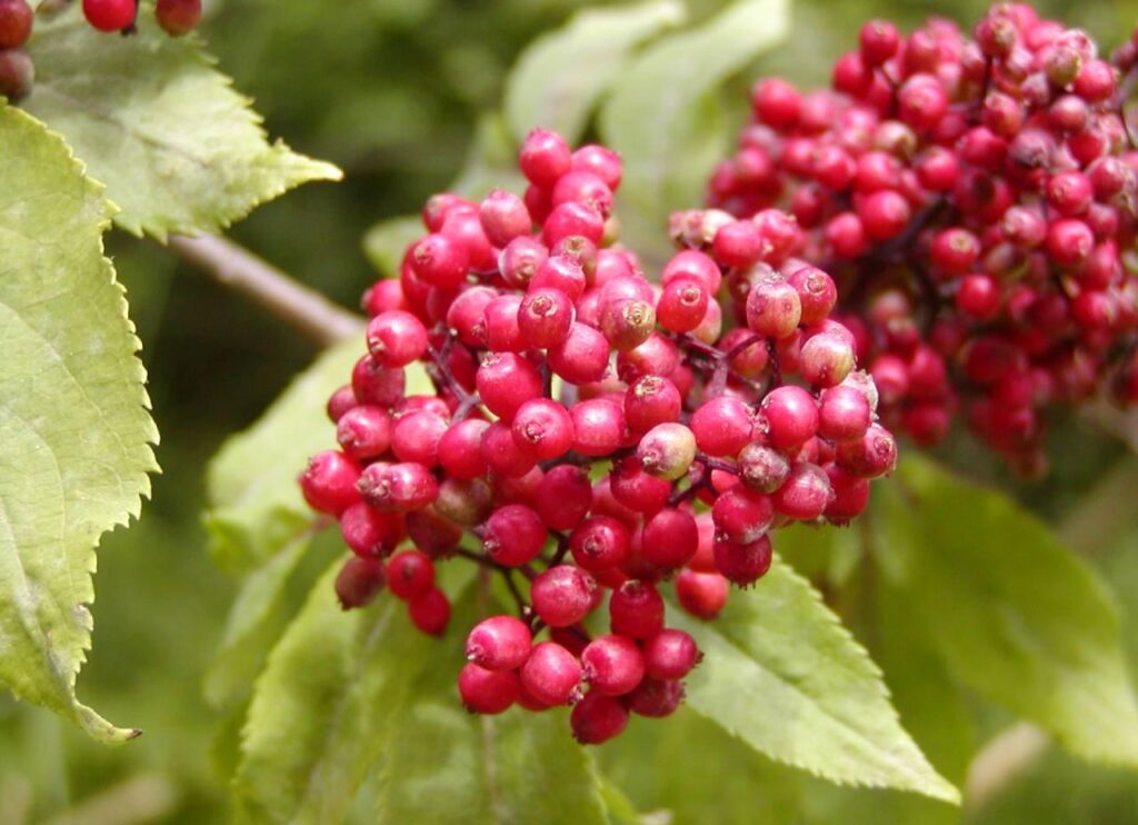 Bez červený (Sambucus racemosa)