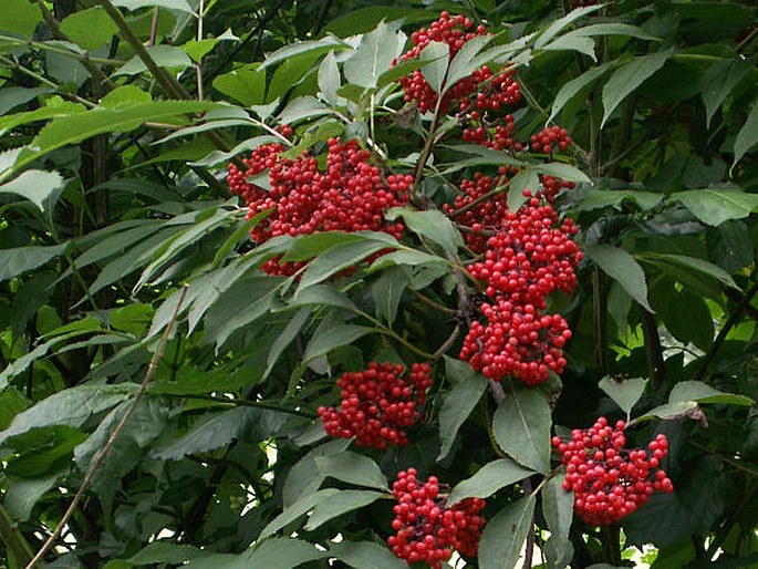 Bez červený (Sambucus racemosa)