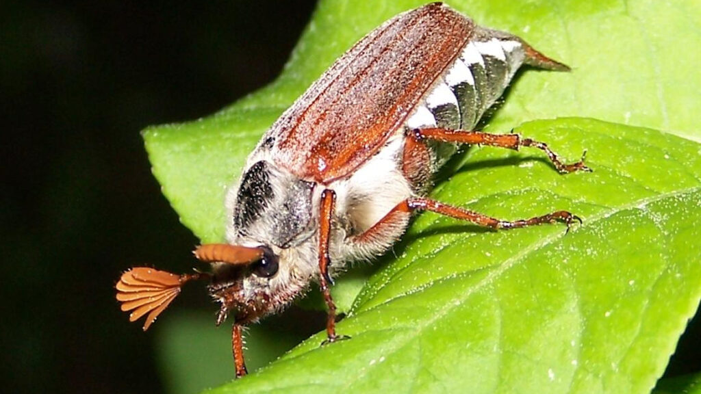 Chitin