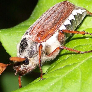Chitin
