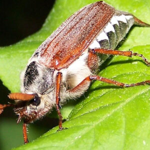 Chitin