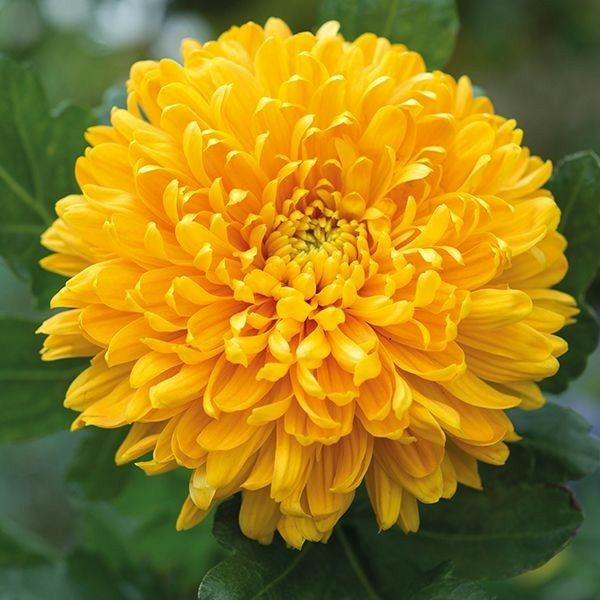 Chryzantéma 5 Chrysanthemum 'Altgold'