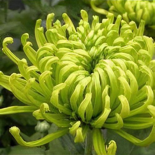 Chryzantéma 7 Chrysanthemum 'Anastasia Green'