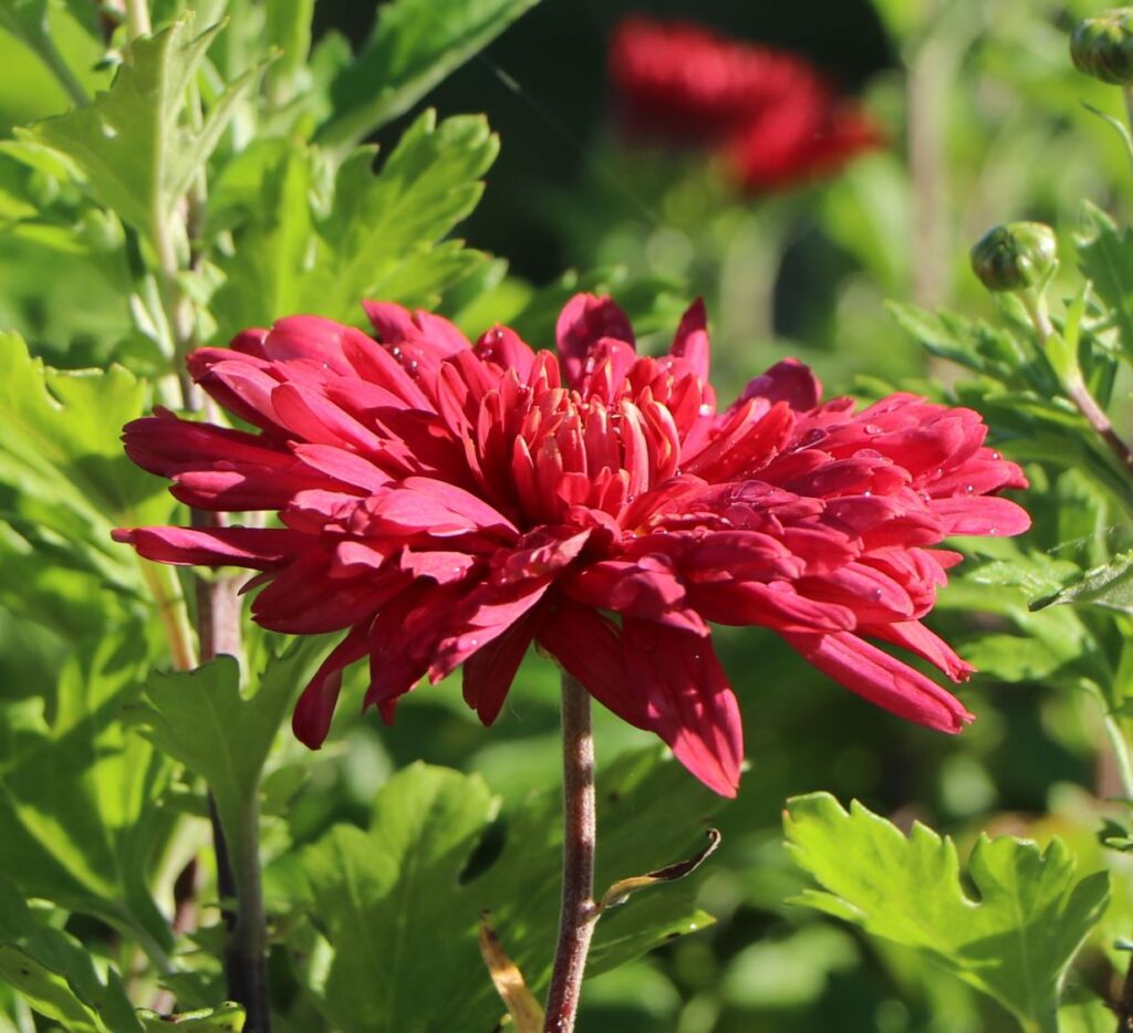 Chryzantéma 6 Chrysanthemum 'Vesuv'