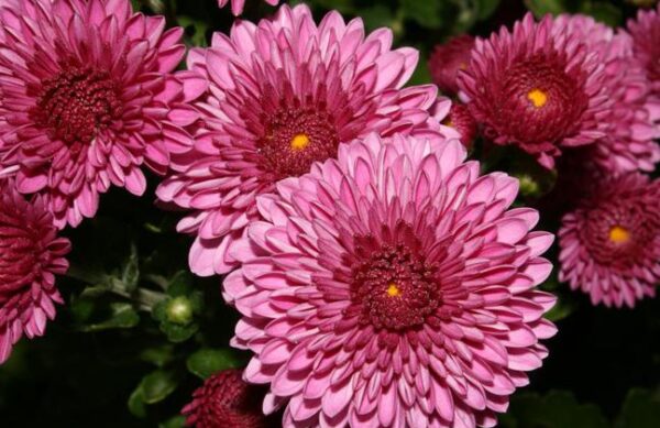 Chryzantéma 1 Chryzantéma (Chrysanthemum) — žluté a oranžové květy zahradní chryzantémy na podzimním záhonu