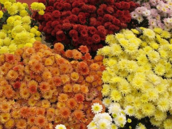 Chryzantéma 2 Chryzantéma indická (Chrysanthemum indicum) — nízká zahradní chryzantéma s drobnými květy
