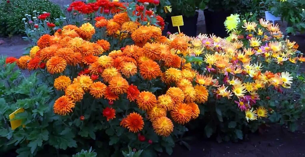 Chryzantéma 4 Chryzantéma korejská (Chrysanthemum koreanum)