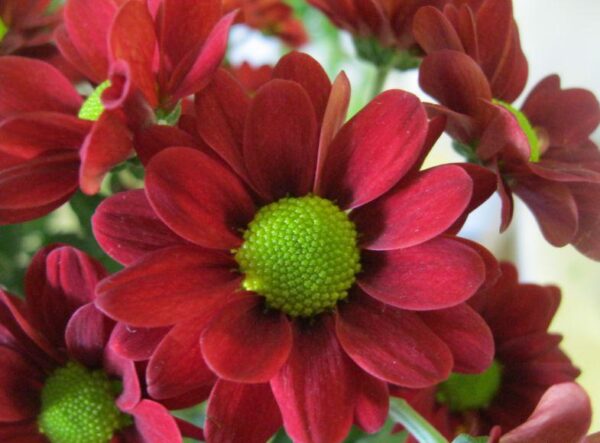 Chryzantéma 3 Chryzantéma velkokvětá (Chrysanthemum × grandiflorum) — velké plnokvěté květy pěstované na řez