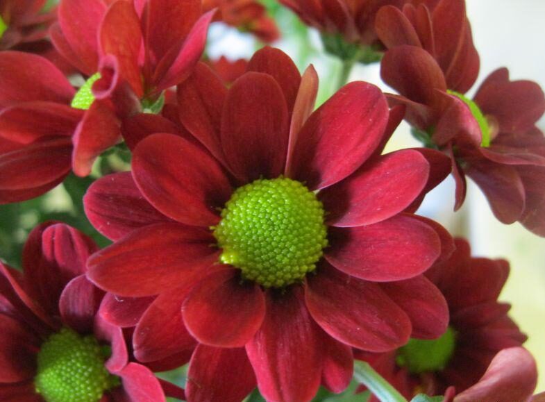 Chryzantéma 3 Chryzantéma velkokvětá (Chrysanthemum × grandiflorum)