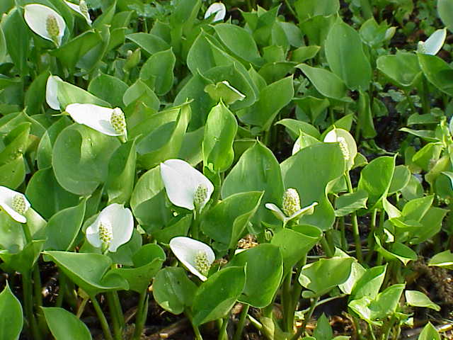 Ďáblík bahenní 1 Ďáblík bahenní (Calla palustris)