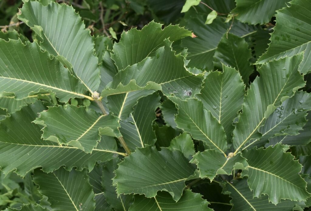 Dub 13 Dub arménský (Quercus pontica)