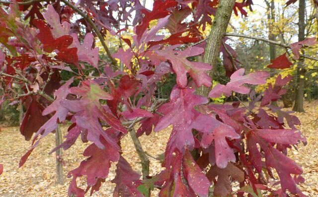 Dub 1 Dub bílý (Quercus alba)