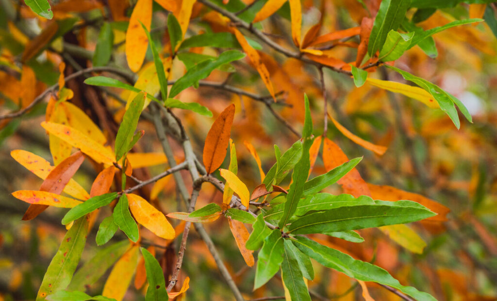 Dub 12 Dub čárkolistý (vrbovitý) (Quercus phellos)