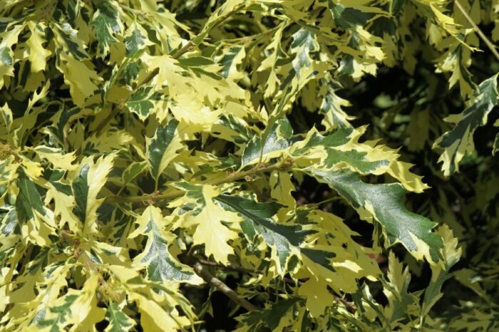 Dub 3 Dub cer (Quercus cerris)