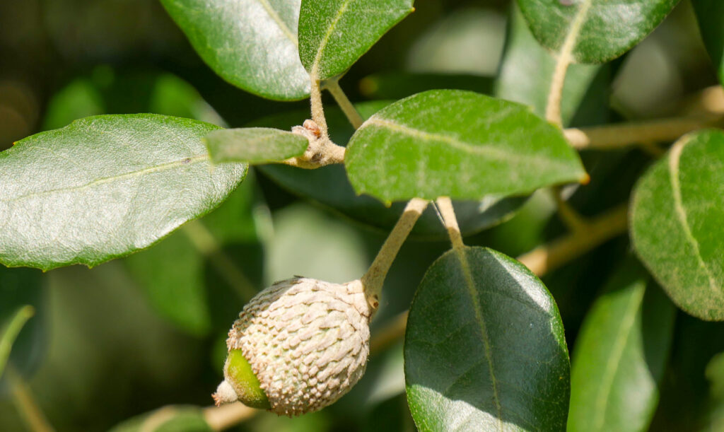 Dub 7 Dub cesmínovitý (Quercus ilex)
