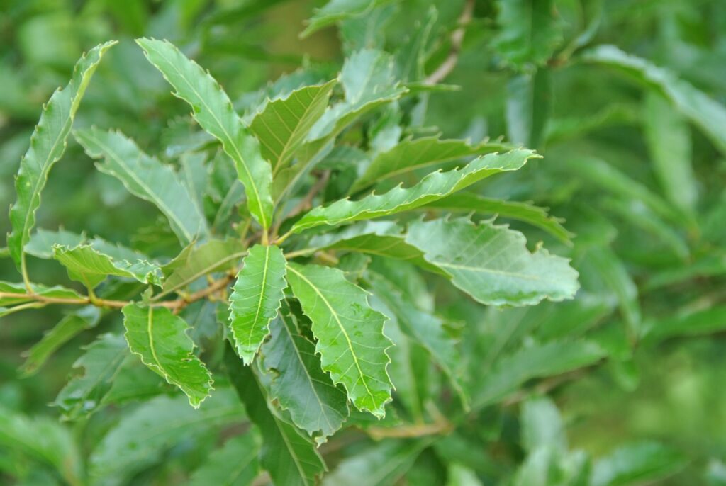 Dub 2 Dub kaštanolistý (Quercus castaneifolia)
