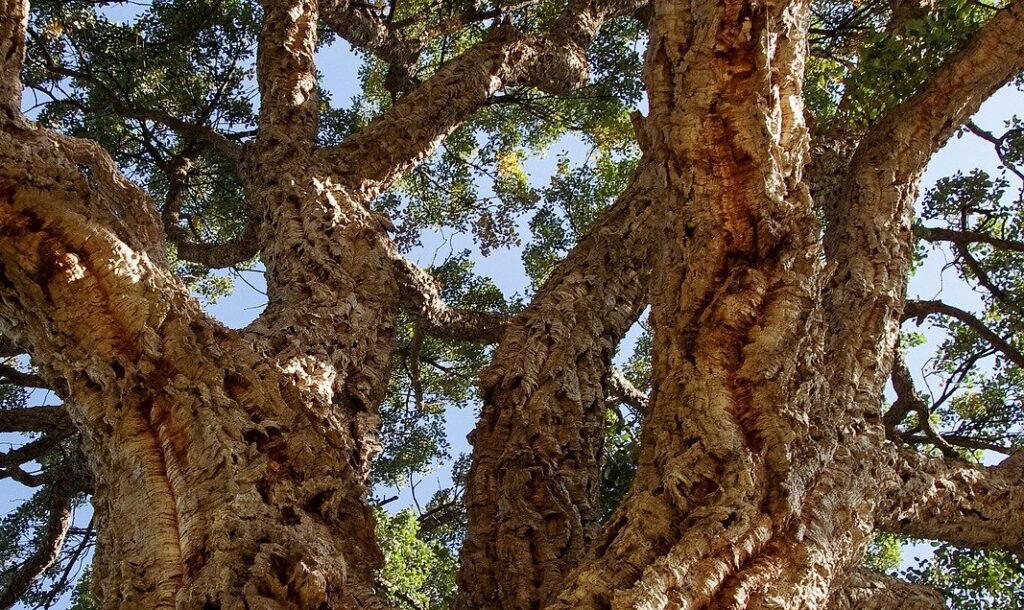 Dub 14 Dub korkový (Quercus suber)