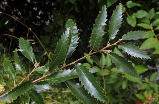 Dub 9 Dub libanonský (Quercus libani)