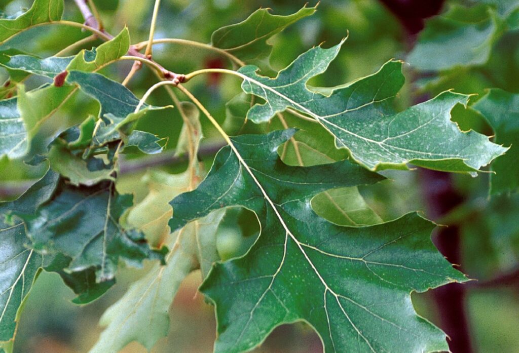 Dub 16 Dub sametový (Quercus velutina)