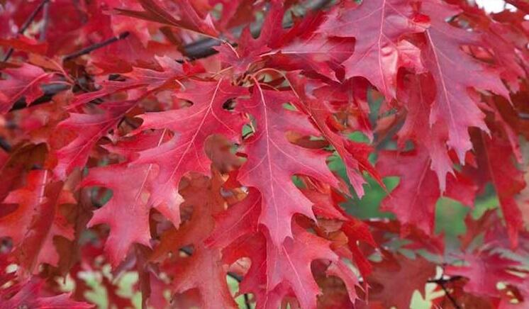 Dub 4 Dub šarlatový (Quercus coccinea)