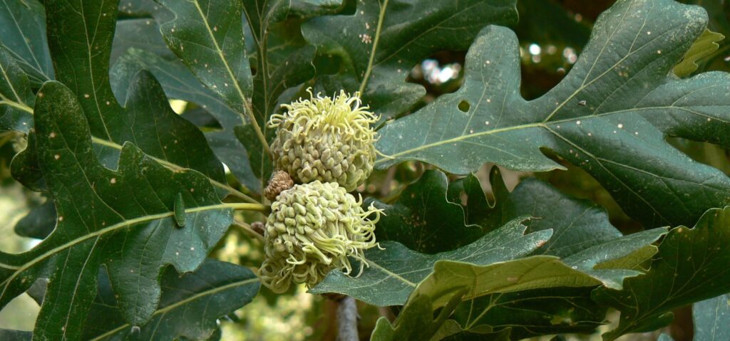 Dub 11 Dub velkoplodý (Quercus macrocarpa)