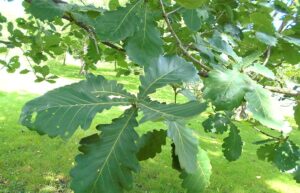 Dub zubatý, japonský císařský (Quercus dentata)