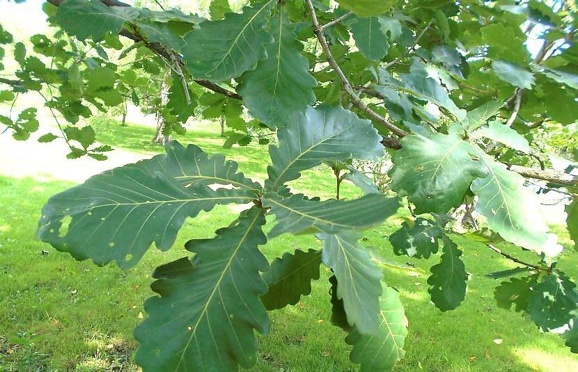 Dub 5 Dub zubatý, japonský císařský (Quercus dentata)
