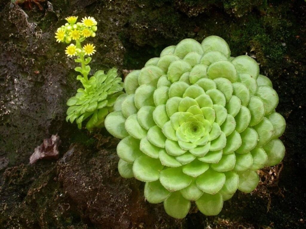 Eonium 4 Eonium plocholisté (Aeonium tabuliforme)