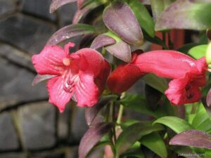 Eschynantus (Aeschynanthus)